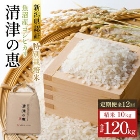 【ふるさと納税】定期便 12ヶ月 コシヒカリ 清津の恵 10kg 米 白米 お米 魚沼産コシヒカリ 新潟米 新潟 十日町市 定期 12回　お届け：2025年10月上旬以降、ご入金確認後順次配送予定。