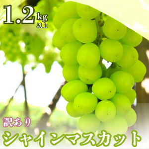 yӂ邳Ɣ[Łz 󂠂 VYVC}XJbg 1.2kgȏ VC}XJbg V I  \ Ԃǂ ʕ t[c VC }XJbg E^ s