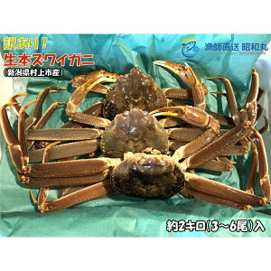 【ふるさと納税】【年明け順次発送・数量限定】<訳あり>冷蔵便 生本ズワイガニ 約2kg(3〜6尾入)蟹 カニ 海鮮 魚介類 甲殻類 産地直送 クール お取り寄せ 新潟県 村上市 送料無料 107900