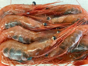 �y�ӂ邳�Ɣ[�Łz�y���ʌ���z�V��������s���여��Ő��g���@��؃G�r500g�i250g×2�p�b�N�j�@�G�r �C�V �ÃG�r ��؊C�V �ÊC�V �C�N ����� �b�k�� �Y�n���� �Ⓚ ������ �V���� ����