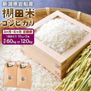 yӂ邳Ɣ[Łzyߘa7NYāzyցzy͂񐔂IׂzVDY Ic RVqJ 1񂠂20kg 3  6     ͂ s E4012 F4009