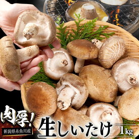 【ふるさと納税】11月以降順次発送【今が旬！】生しいたけ 肉厚 たっぷり1kg （約18～24個）【お申込期限3月31日】ジャンボサイズ 糸魚川 焼山しいたけ園 農園直送 新鮮 新潟県 おすすめ お取り寄せ グルメ 国産 椎茸 しいたけ お申込3月末までの限定品 大きめサイズ