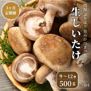 【ふるさと納税】【定期便】 生しいたけ 500g(肉厚椎茸9~12個)×3ヶ月お届け 計1.5kg 焼山しいたけ園の手のひらシイタケ 新鮮 ジャンボ 農園直送 おすすめ 新潟県 お取り寄せ グルメ 国産 椎茸