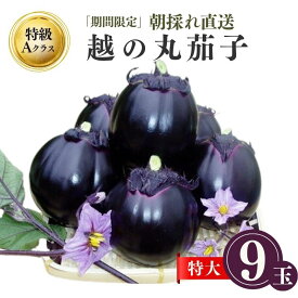 【ふるさと納税】期間限定 『越の丸茄子』 特級Aクラス 特大サイズ 1箱9玉入【高級ブランド茄子 ブランド野菜 特産品 産地直送 まるなす ナス 茄子 人気の丸茄子 糸魚川限定 新潟 糸魚川 ギフト 贈り物 贈答品 お中元】