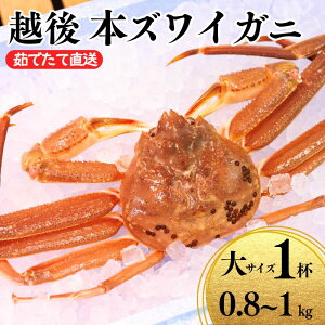 【ふるさと納税】〈期間限定〉本ズワイガニ 大 1杯 0.8~1kg 姿 浜茹で 鮮度が命!茹でたて直送 ギフトにも おススメ!! ずわいがに かに 本ずわい蟹 魚正 国産 日本海 新潟県 糸魚川産 越後産 高