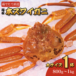 �y�ӂ邳�Ɣ[�Łz�q���Ԍ���r�{�Y���C�K�j �� 1�t 0.8~1kg �p �l䥂� �N�x�����I䥂ł��Ē��� �M�t�g�ɂ� ���X�X��!! ���킢���� ���� �{���킢�I ���� ���Y ���{�C �V���� ������Y �z��Y ��