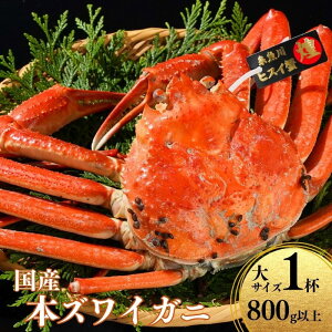 【ふるさと納税】〈期間限定〉本ズワイガニ 大サイズ『煌めき』 1杯 800g以上 姿 蒸し蟹 糸魚川産 鮮度が命!蒸したて直送 ずわいがに かに 蟹 ヒスイ水産 国産 日本海 新潟 新鮮 タグ付き 800