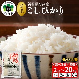 yӂ邳Ɣ[Łz] ߘa7NY  V Y Ђ yo׎ׂ / eʂIׂ / 񐔂Iׂ zIׂ 2kg 5kg 10kg 20kg  / 2025N  RVqJ R 