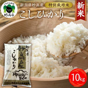 yӂ邳Ɣ[Łzߘa7NY Y Ђ ʍ͔| 10kg 9{菇\ RVqJ V     2025NY uh _ƒ Yn   O