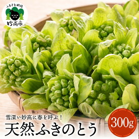 【ふるさと納税】天然 ふきのとう 300g 山菜 天ぷら ふきのとう味噌 春の味覚 産地直送 国産 送料無料 新潟県 妙高市