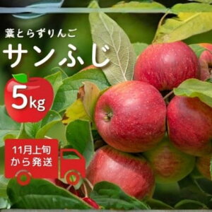 yӂ邳Ɣ[Łz y 11{甭 z  tƂ炸 ӂ 5kg ( 14`16ʒx ) | S ь ʕ  t[c Yn  VܐsY 񂲉