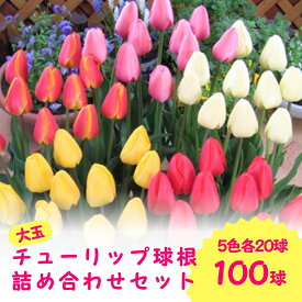 【ふるさと納税】【先行予約】 チューリップ 球根（特大球）100球（5色×20球）一重咲き ダーウィンハイブリットチューリップ | 5色詰め合わせセット新潟県 五泉市 新潟県花卉球根農業協同組合（2025年9月中旬より順次発送）
