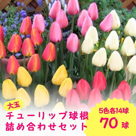 【ふるさと納税】【先行予約】 チューリップ 球根（特大球）70球入（5色×14球）一重咲き | 5色詰め合わせセット 新潟県 五泉市 新潟県花卉球根農業協同組合（2025年9月中旬より順次発送）