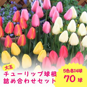 yӂ邳Ɣ[Łzys\z`[bv i勅j70i5F×14jd炫5Flߍ킹Zbgi2025N9{菇j V ܐs Vԙ_Ƌg
