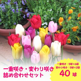 【ふるさと納税】【先行予約】 チューリップ 球根セット 40球入 | ガーデニング 庭 園芸 新潟県 五泉市 新潟県花卉球根農業協同組合 ( 2025年9月中旬より順次発送 )