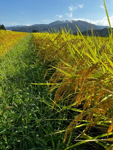 【ふるさと納税】 令和7年産 旧村松町産 新之助 5kg 新潟県 五泉市 株式会社熊倉商店