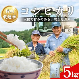 【ふるさと納税】令和7年産 米 特別栽培米 コシヒカリ (白米) 5kg 5キロ 棚田米 どぶろく荘 こしひかり お米 コメ 送料無料　お届け：ご入金確認次第順次発送いたします。