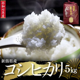 【ふるさと納税】令和7年 新潟県産 コシヒカリ 5kg 5キロ 上越市 清里産 星の里米 TY GREEN 白米 精米 送料無料