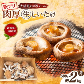 【ふるさと納税】新潟県上越市産 不揃い 訳あり 肉厚 生しいたけ シイタケ 椎茸 約500g 約1kg 約1.5kg 約2kg 秋山農場グリーンプロジェクト