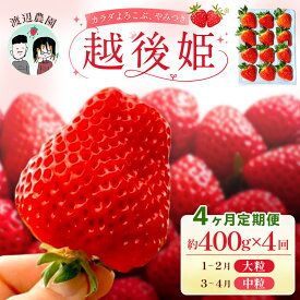 【ふるさと納税】【先行予約｜2027年1月より出荷開始】いちご 中粒・大粒 カラダよろこぶ 越後姫 4ヵ月定期便 定植後化学農薬不使用 イチゴ 苺 渡辺農園 上越市 新潟県　お届け：2027年1月～4月