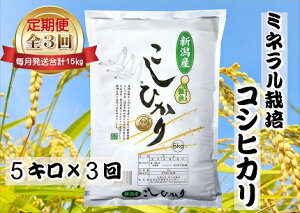 yӂ邳Ɣ[Łzyߘa7NYVė\z3 ~l͔|Ђ 5kg×3 (v15kg )  čX 10{菇\