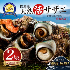 【ふるさと納税】活サザエ 2kg 20個前後 / 小35個前後 選べる 佐渡産 天然 さざえ 栄螺 生け簀活かし 貝 刺身 お刺身 つぼ焼き 壺焼き 浜焼き 酒蒸し 海鮮 魚介 おつまみ バーベキュー BBQ おすすめ ご当地 お取り寄せ グルメ 新潟県 佐渡市