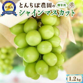 【ふるさと納税】佐渡産 贈答用大房シャインマスカット1.2kg（2房入り）