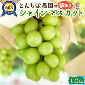 【ふるさと納税】佐渡産シャインマスカット訳あり1.2kg（2〜3房）