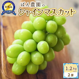 【ふるさと納税】【2026年9月発送】シャインマスカット2房1.2Kg以上　佐渡島産