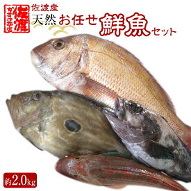 【ふるさと納税】佐渡産 天然お任せ鮮魚セット 2kg | 魚 お魚 さかな 食品 人気 おすすめ 送料無料