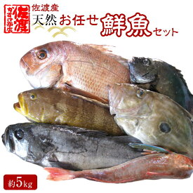 【ふるさと納税】佐渡産 天然お任せ鮮魚セット 5kg | 魚 お魚 さかな 食品 人気 おすすめ 送料無料