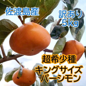 yӂ邳Ɣ[Łzn̊󏭊`@̃LOTCYp[V@󂠂i@5kg | t[c ʕ  Hi lC  