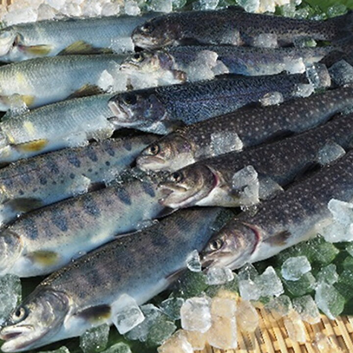 楽天市場 ふるさと納税 清流の川魚セット12尾入 ヤマメ イワナ ニジマス アユ 鮎 アユ 魚貝類 川魚 新潟県魚沼市 ふるさと納税