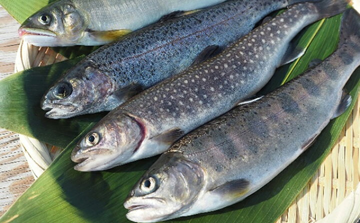 楽天市場 ふるさと納税 清流の川魚セット12尾入 ヤマメ イワナ ニジマス アユ 鮎 アユ 魚貝類 川魚 新潟県魚沼市 ふるさと納税