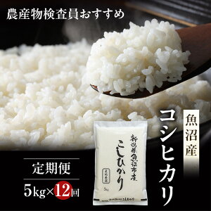 yӂ邳Ɣ[Łz_Y Y Ђ  5kg 12 A͂ i   RVqJ   V  YRVqJ YЂ  R  