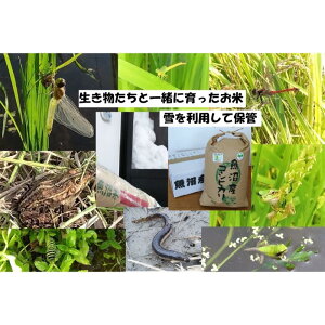 yӂ邳Ɣ[Łzyuhz10kg 6A͂yL@͔|EԌnۑSEĐ\GlM[EGRt@[}[EYHǗzYRVqJ