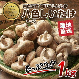 【ふるさと納税】八色 しいたけ 1kg シイタケ 椎茸 生しいたけ 生シイタケ きのこ キノコ 菌床栽培 肉厚 鍋 バーベキュー おかず おつまみ 贈答 ギフト 越季 新潟県 南魚沼市