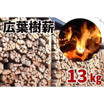 楽天市場】クヌギ 40cmの通販