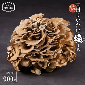 【ふるさと納税】雪国まいたけ　極　1株【1株約900g】　これが雪国史上、最高傑作　長期熟成と大株仕立てが生み出す圧倒的なシャキシャキ感と旨味　雪国まいたけ最高品質　産地直送 | 野菜 やさい 食品 人気 おすすめ 送料無料