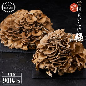 【ふるさと納税】雪国まいたけ　極　2株【1株約900g×2】　これが雪国史上、最高傑作　長期熟成と大株仕立てが生み出す圧倒的なシャキシャキ感と旨味　雪国まいたけ最高品質　産地直送　 | 野菜 やさい 食品 人気 おすすめ 送料無料