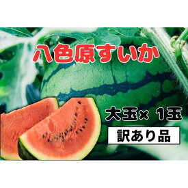 【ふるさと納税】先行予約【わけあり品】八色原すいか大玉1玉【2026年7月下旬発送】【お届け日時指定不可】 | フルーツ 果物 くだもの 食品 人気 おすすめ 送料無料　わけあり