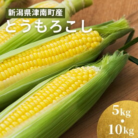 【ふるさと納税】【令和8年産先行予約】 朝採り とうもろこし スイートコーン 5kg 約12本 10kg 約24本 | トウモロコシ コーン とうきび 甘い 野菜 人気 おすすめ お取り寄せ 取り寄せ 贈答 贈り物 新潟県 津南町 2026年7月下旬以降発送