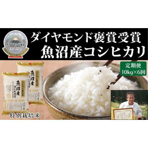 yӂ邳Ɣ[Łzyߘa7NYzV ōY Ђ 10kgi5kg×2܁j Iׂz _ChJ܎ ʍ͔| V Ó쒬 RVqJ R  