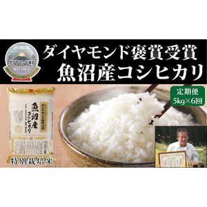 yӂ邳Ɣ[Łzyߘa7NYz V ō YЂ 5kg×1 Iׂz ʍ͔| _ChJ܎ R  V Ó쒬