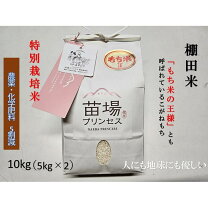 楽天市場】もち米 苗の通販