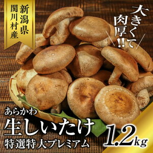 yӂ邳Ɣ[ŁzA炩!炩퐶v~AyzsnFzy1442522z