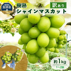 【ふるさと納税】【早期予約】訳あり シャインマスカット 約1kg 樹熟 1～2房｜富山県産 マスカット ぶどう ブドウ 葡萄　※北海道・沖縄・離島への配送不可　※2024年9月中旬～12月下旬頃に順次発送予定