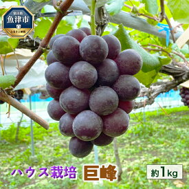 【ふるさと納税】【早期予約】桃山ぶどう園の巨峰　約1kg（ハウス栽培）｜フルーツ 果物 ブドウ　※北海道・沖縄・離島への配送不可　※2024年9月中旬頃より順次発送予定