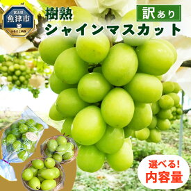 【ふるさと納税】＼選べる内容量／ 訳あり シャインマスカット 樹熟 ｜ 房 小分けパック 富山県産 マスカット ぶどう ブドウ 葡萄 ※北海道・沖縄・離島への配送不可 ※2025年10月上旬～12月下旬頃に順次発送予定