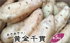 yӂ邳Ɣ[ŁzxRY ܂izNzNbIсj5kg xR Xs  Tc}C ܂